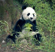 Panda 2.2 is now live