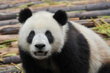 Google rolled out Panda 21 on Tuesday, and the iteration impacted 1.1 percent of search queries.