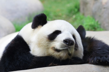Google's Matt Cutts indicates that new algo updates to Panda and Penguin will roll out this year, altering the world of search. Google's Matt Cutts indicates that new algo updates to Panda and Penguin will roll out this year, altering the world of search.