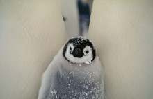 ​Brands will have to wait a few more weeks before they experience a new version of Penguin, according to Google's Search Engineer Matt Cutts.